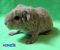 /album/miminka-a-jejich-rodicove5/honzik-jpg/